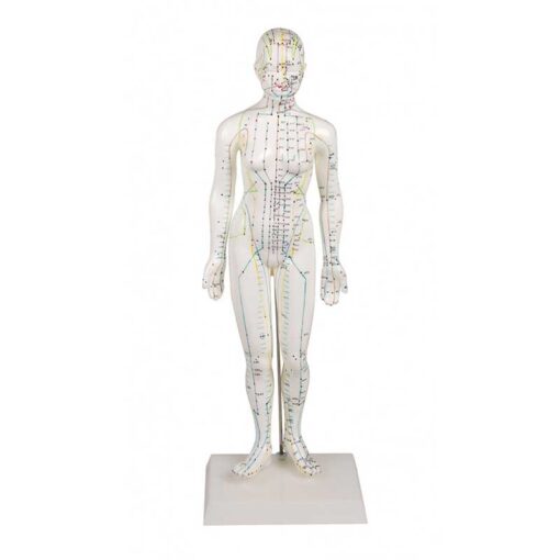 2500000005651-MODELLO AGOPUNTI DONNA 50CM